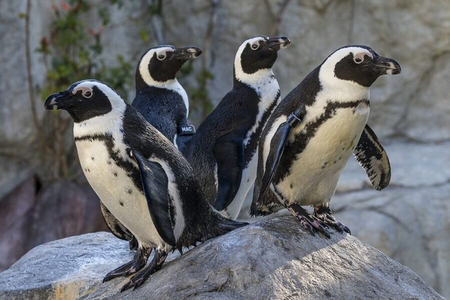 San Diego Zoo: 1-Day Admission Ticket - Sea lions, animal presentations, and the Children’s Zoo