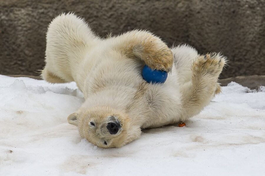 San Diego Zoo: 1-Day Admission Ticket - Africa Rocks has some of the zoo’s unusual animals