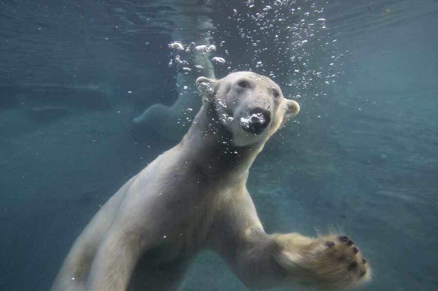 San Diego Zoo: 1-Day Admission Ticket - Koalas, gorillas, big cats, and more