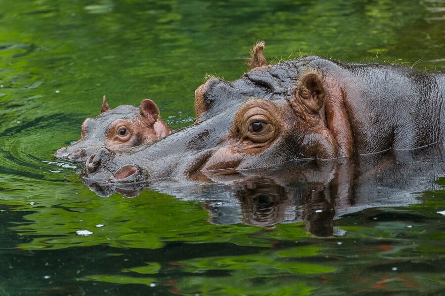 San Diego Zoo: 1-Day Admission Ticket - Start with the guided bus tour