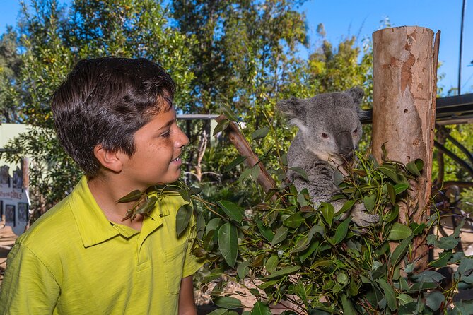 San Diego Zoo 1-Day Pass: Any Day Ticket - Giant pandas, koalas, and the most popular stops