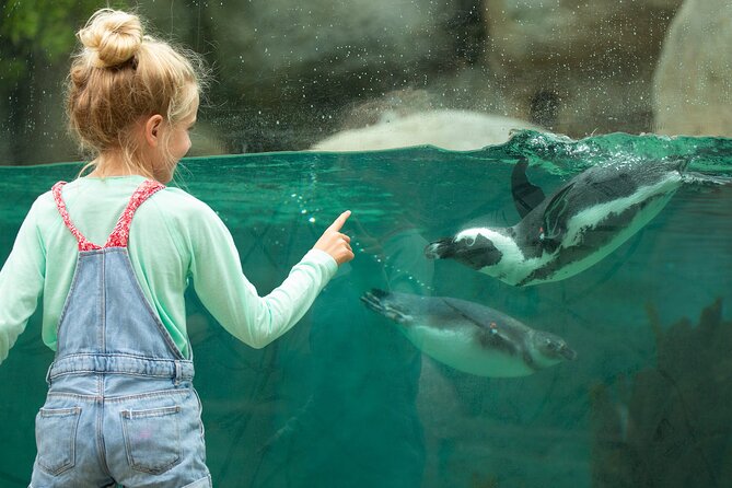 San Diego Zoo 1-Day Pass: Any Day Ticket - Heat, shade, and animal visibility