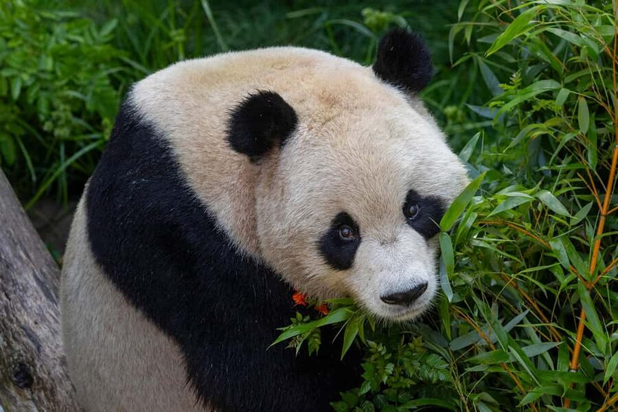 San Diego Zoo Admission Ticket - A full day among 4,500 animals