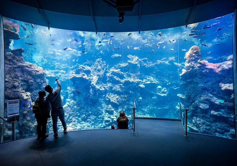 San Francisco: California Academy of Sciences Entry Ticket - Four science attractions under one Golden Gate Park roof