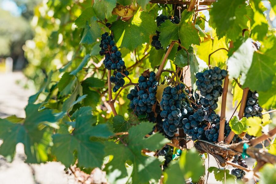 San Francisco: Half-Day Wine Country Excursion with Tastings - Key points to know before booking