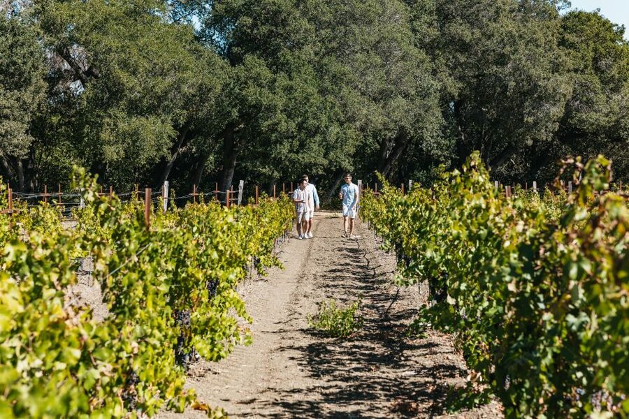San Francisco: Half-Day Wine Country Excursion with Tastings - What the tastings are really like