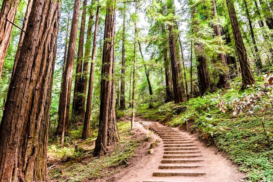 San Francisco: Muir Woods and Sausalito Half-Day Trip - FAQ
