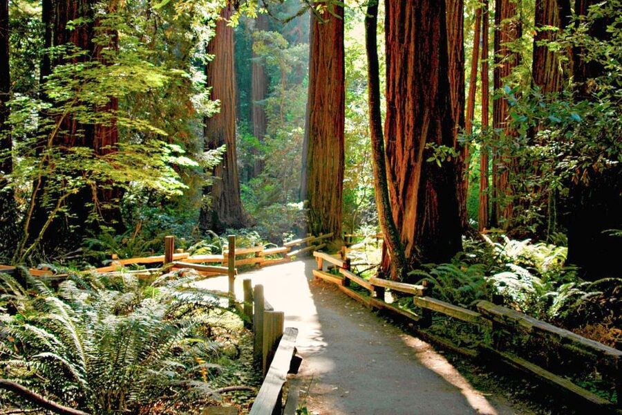 San Francisco: Muir Woods and Sausalito Half-Day Trip - Sausalito in 45 minutes