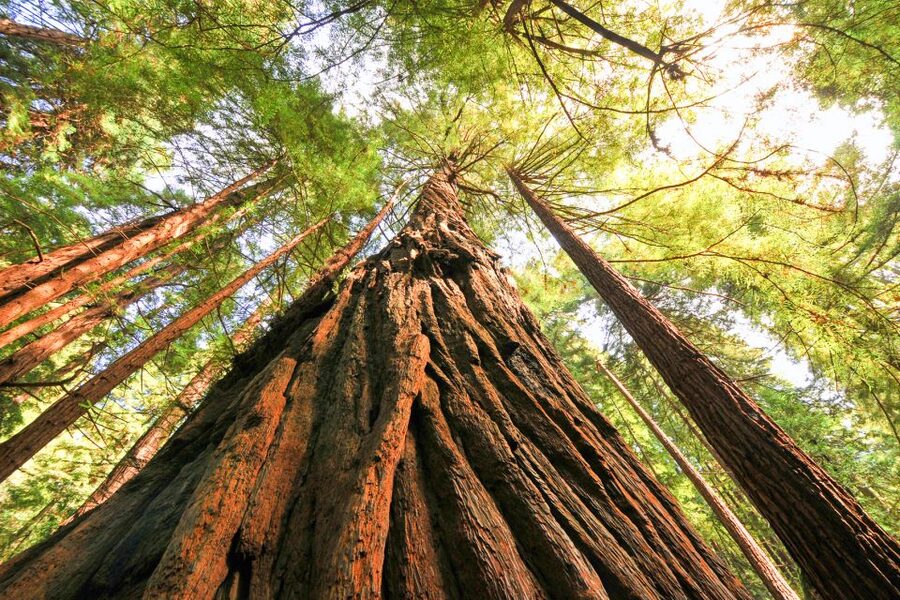San Francisco: Muir Woods and Sausalito Half-Day Trip - Who should book this five-hour outing