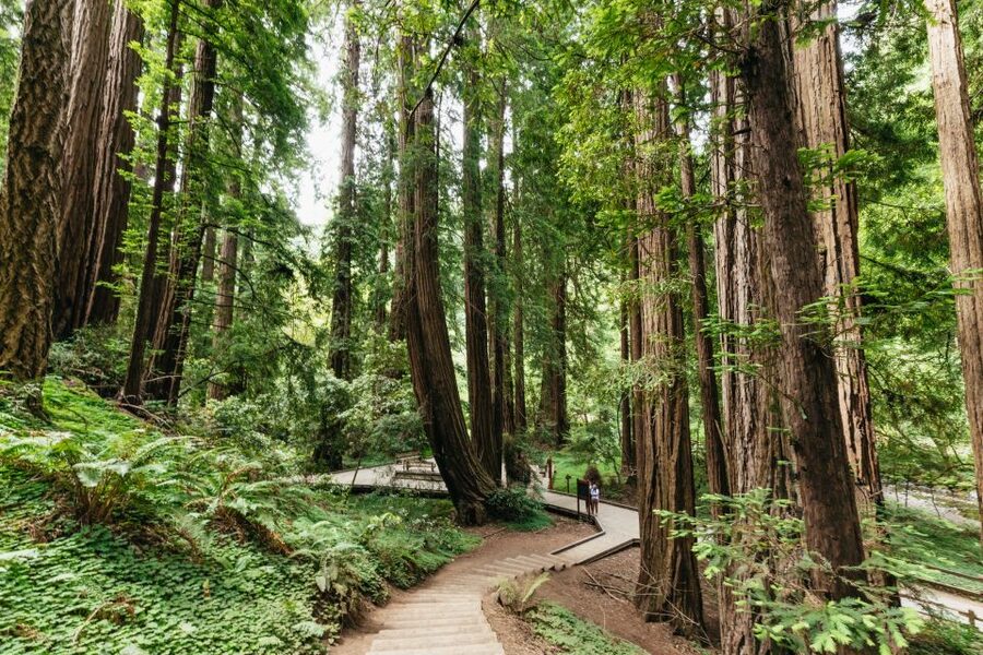 San Francisco: Muir Woods and Sausalito Small-Group Tour - Key points at a glance