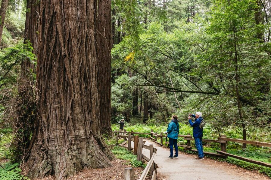 San Francisco: Muir Woods, Napa & Sonoma Valley Wine Tour - Key points to know before booking