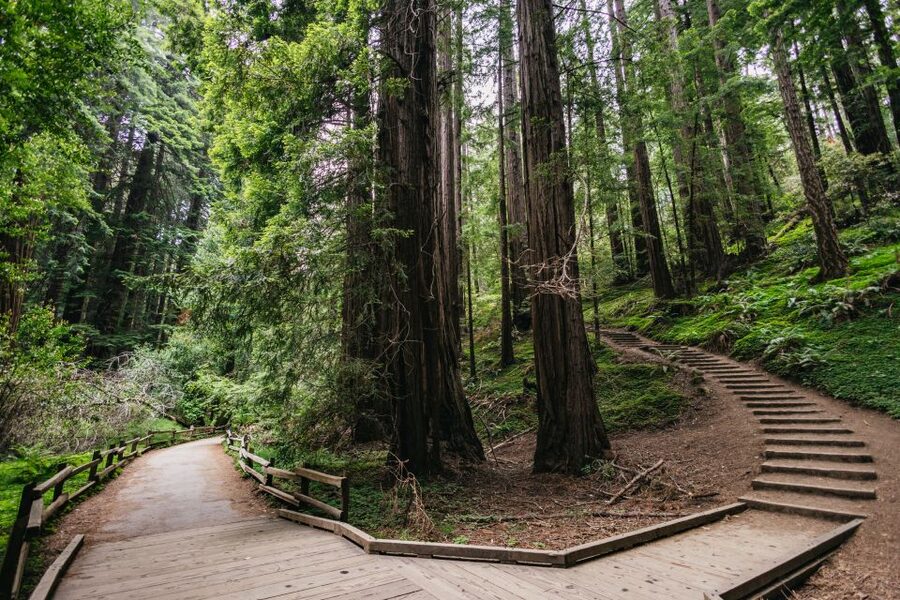 San Francisco: Muir Woods, Napa & Sonoma Valley Wine Tour - Is $166 a fair price?