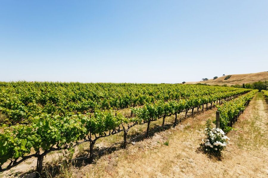 San Francisco: Muir Woods, Napa & Sonoma Valley Wine Tour - Sonoma Plaza: 75 minutes for lunch and a walk