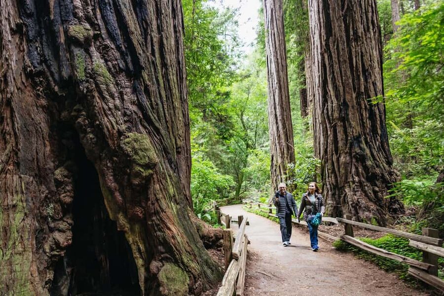 San Francisco: Muir Woods & Sausalito Tour with Ferry Option - Why Muir Woods is the star of the morning