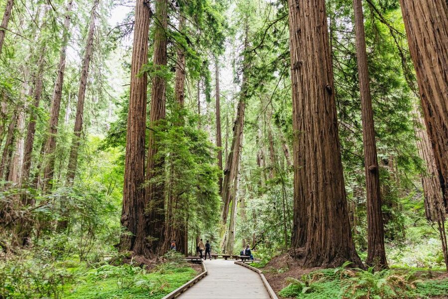San Francisco: Muir Woods & Sausalito Tour with Ferry Option - The ferry back to San Francisco