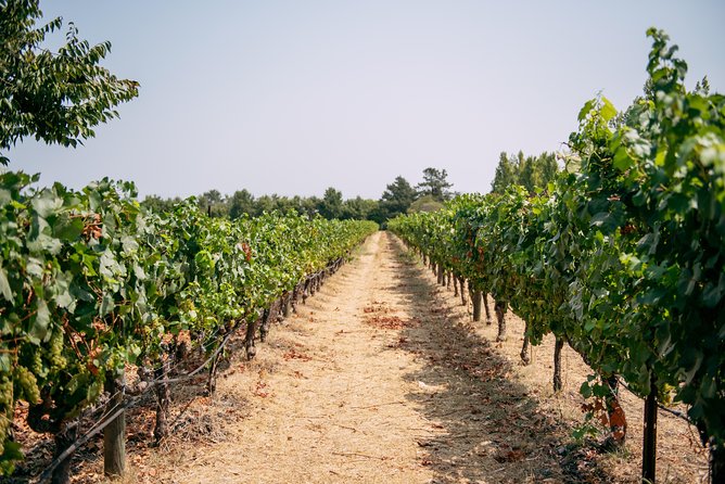 San Francisco Super Saver: Muir Woods & Wine Country w/ optional Gourmet Lunch - Sonoma Plaza: your best lunch choice of the day