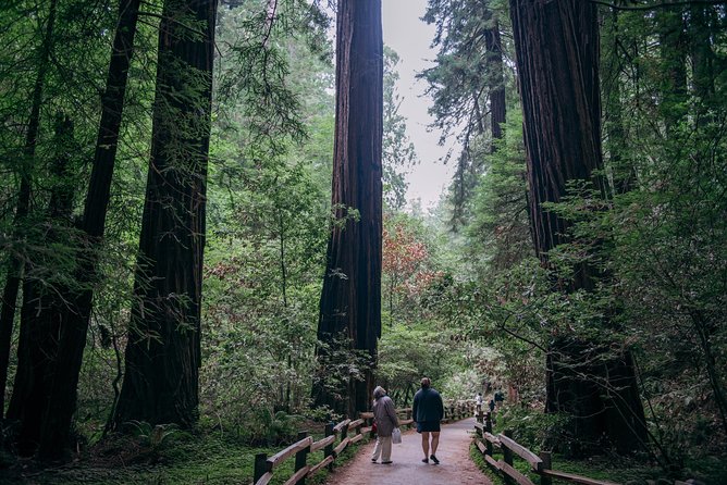 San Francisco Super Saver: Muir Woods & Wine Country w/ optional Gourmet Lunch - Jacuzzi Family Vineyards and an Italian-style finish