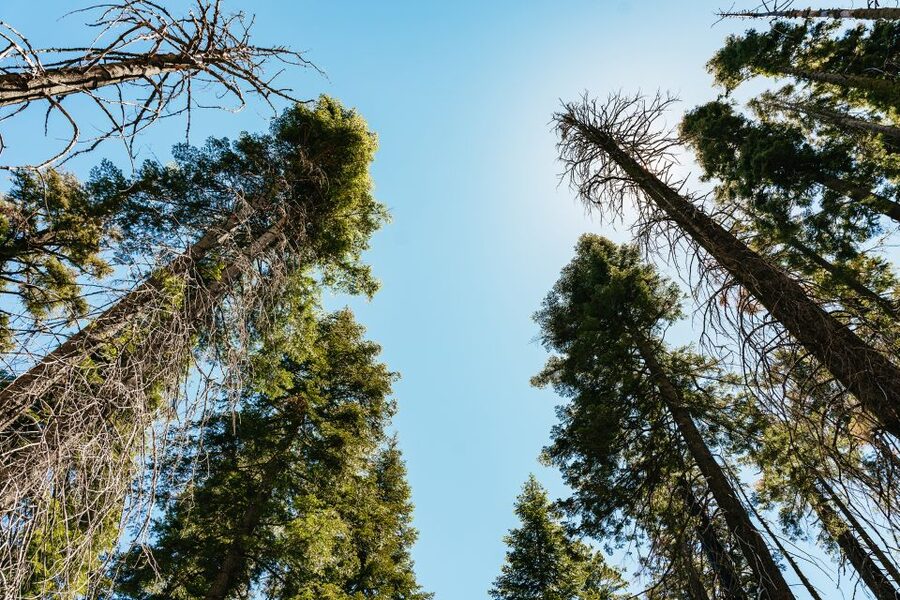 San Francisco: Yosemite National Park & Giant Sequoias Hike - The return ride, dinner stop, and bus comfort
