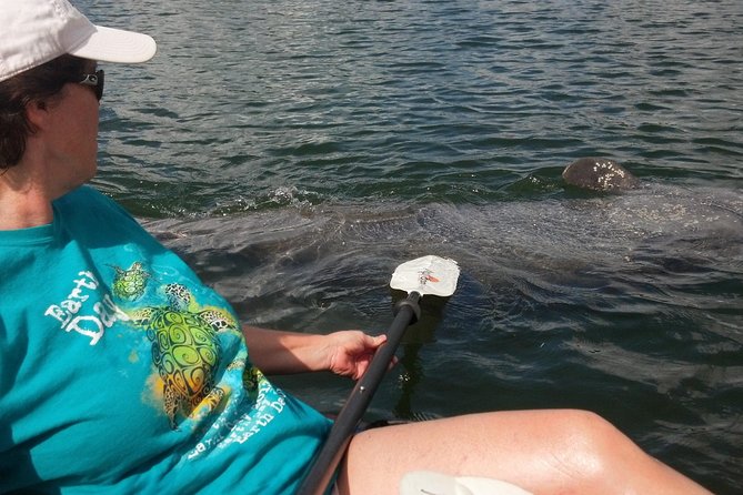 Sarasota Guided Mangrove Tunnel Kayak Tour - Key points to know before you paddle