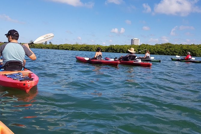 Sarasota Guided Mangrove Tunnel Kayak Tour - Starting at 190 Taft Drive in Sarasota