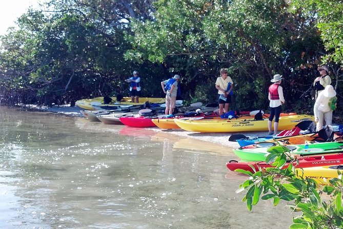 Sarasota Guided Mangrove Tunnel Kayak Tour - Who should book this Sarasota kayak tour