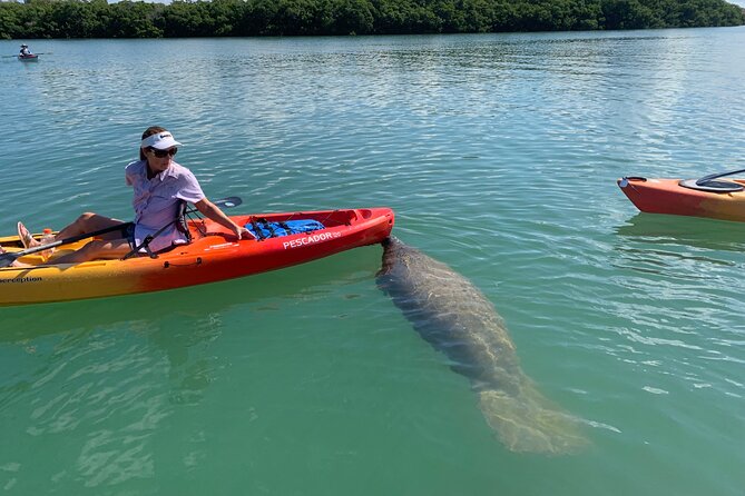 Sarasota Mangrove Tunnel Guided Kayak Adventure - Timing, weather, and practical planning