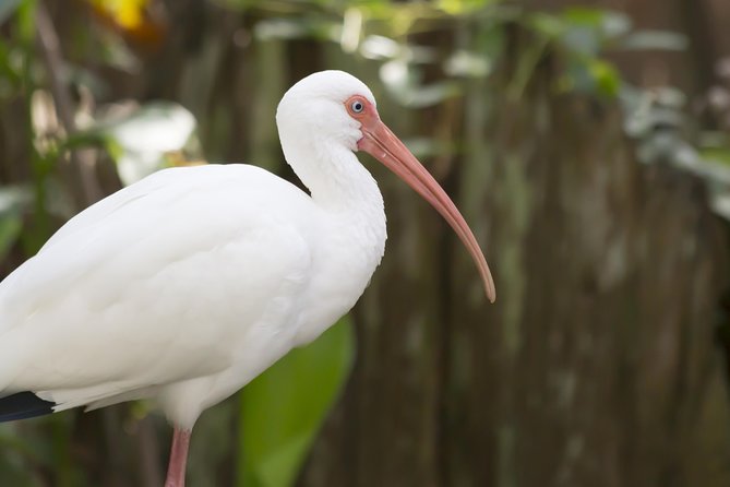 Savannah to Tybee Island with Dolphin Cruise - Key points to know before booking