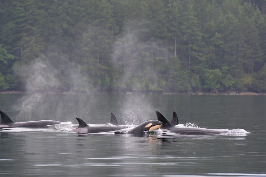 Seattle: Half-Day Wildlife and Whale Watching Cruise - Setting Out From Seattle’s Pier 69