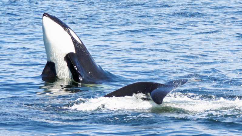 Seattle: Half-Day Wildlife and Whale Watching Cruise - What You Might See Near the Boat