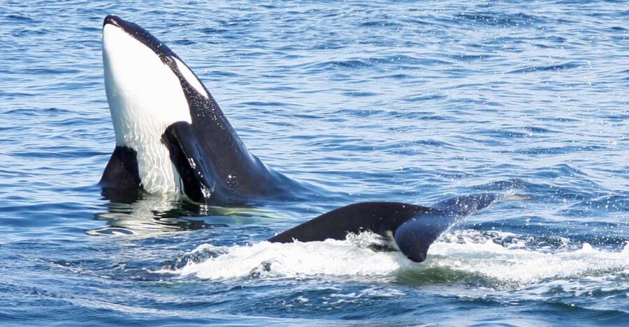 Seattle: Half-Day Wildlife and Whale Watching Cruise - Why the 97 Percent Sighting Rate Still Needs Context