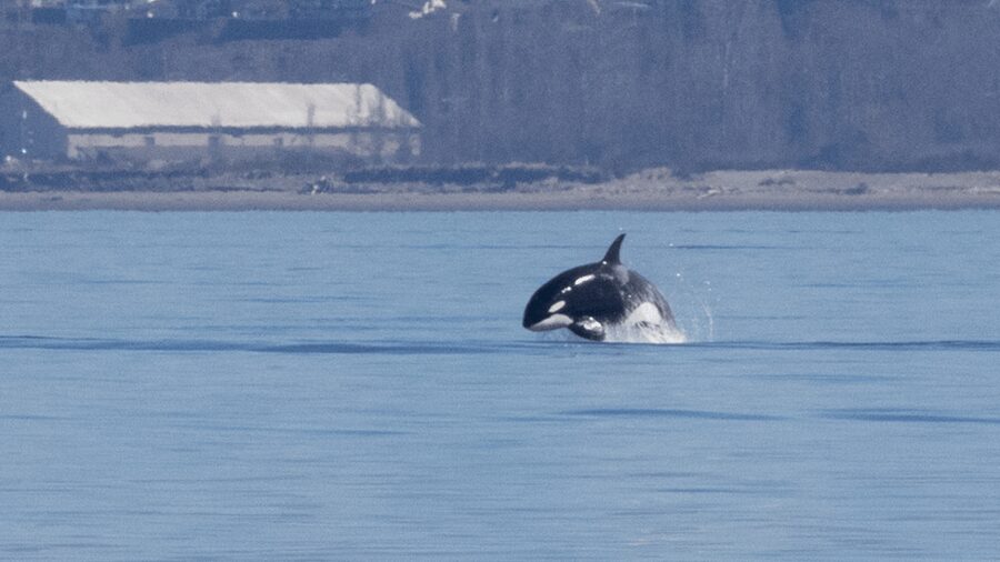Seattle: Half-Day Wildlife and Whale Watching Cruise - A Large Boat With Real Comfort and Real Tradeoffs