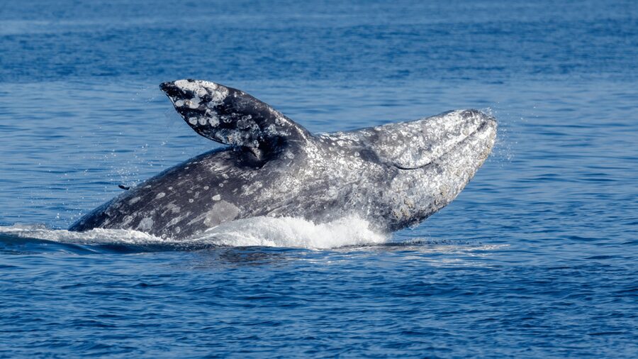 Seattle: Half-Day Wildlife and Whale Watching Cruise - Food, Seats, and Staying Comfortable