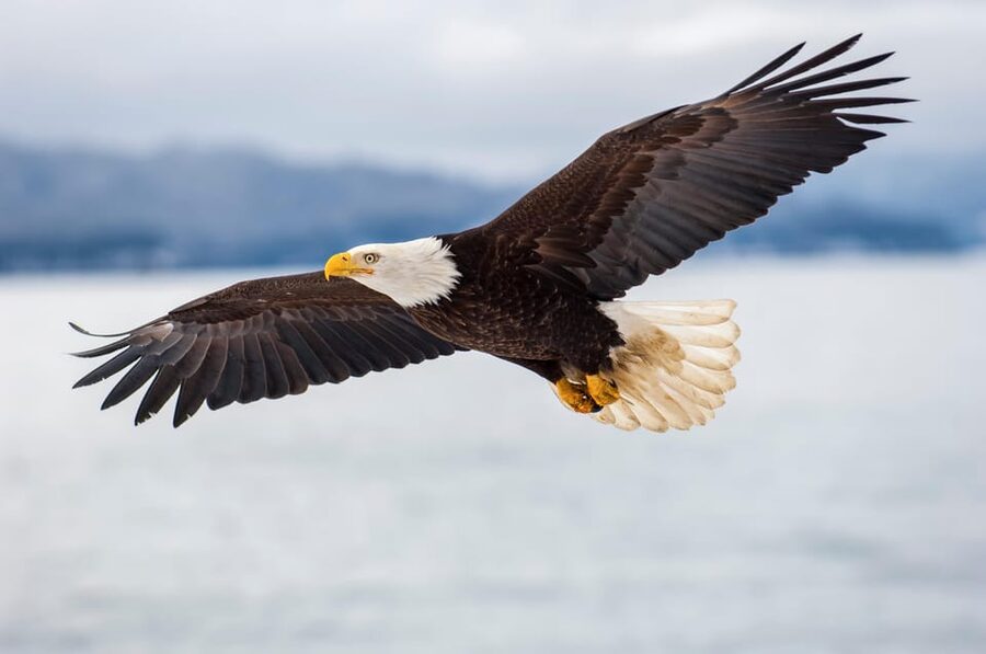 Seattle: Half-Day Wildlife and Whale Watching Cruise - Crossing the Salish Sea for Wildlife