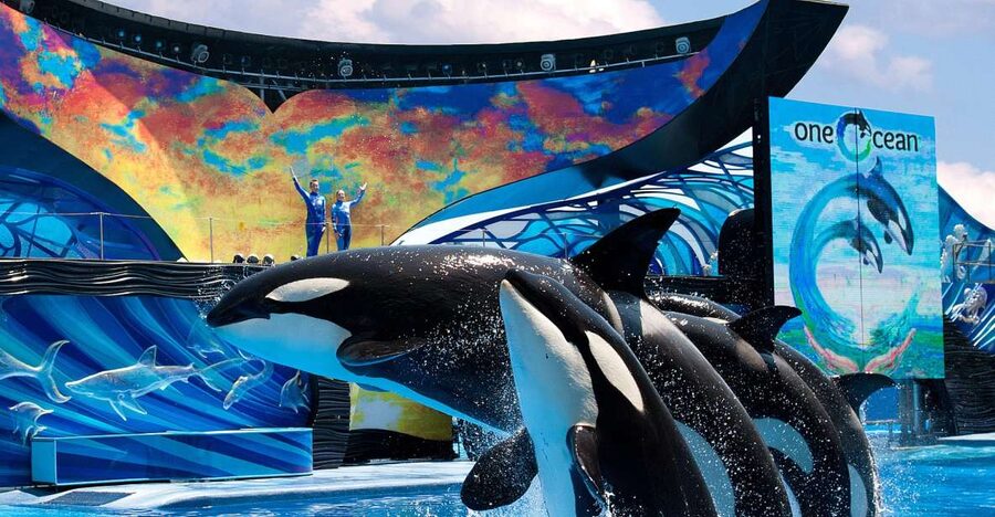SeaWorld Orlando: Park Admission Ticket - Why SeaWorld works for both coaster fans and animal lovers