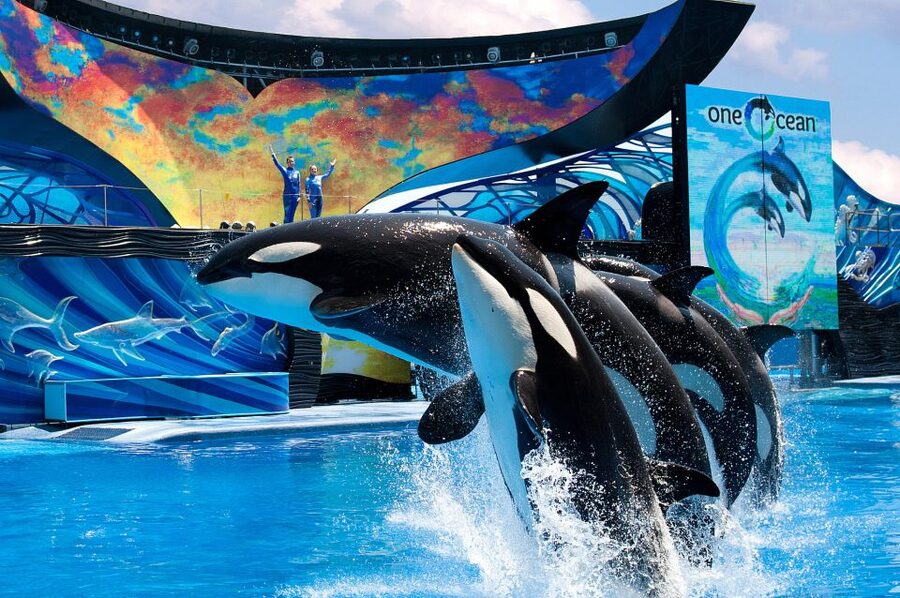 SeaWorld Orlando: Park Admission Ticket - A practical one-day route through the park