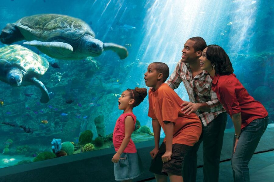 SeaWorld Orlando: Park Admission Ticket - Mako, Manta, Pipeline, and the serious thrill-ride list