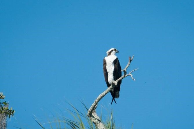 See Crystal River - Mantee & Wildlife Viewing Cruise - Why Crystal River is one of Florida’s best manatee stops