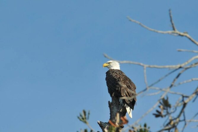 See Crystal River - Mantee & Wildlife Viewing Cruise - The real value of a small wildlife boat