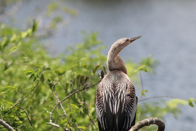 See Crystal River - Mantee & Wildlife Viewing Cruise - What the refuge adds beyond manatees
