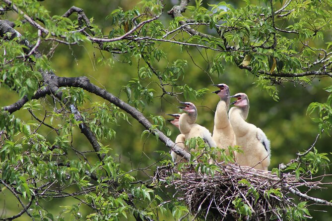 See Crystal River - Mantee & Wildlife Viewing Cruise - The captains are a major part of the experience