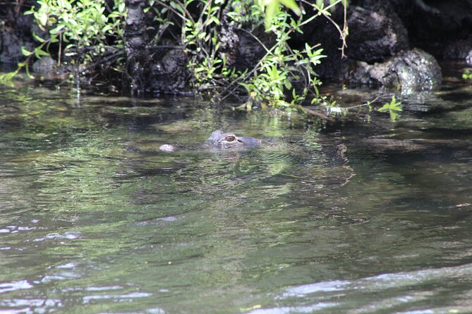 See Crystal River - Mantee & Wildlife Viewing Cruise - Who will enjoy this cruise most