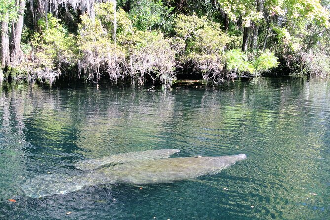 See Crystal River - Mantee & Wildlife Viewing Cruise - Simple ways to prepare for the boat