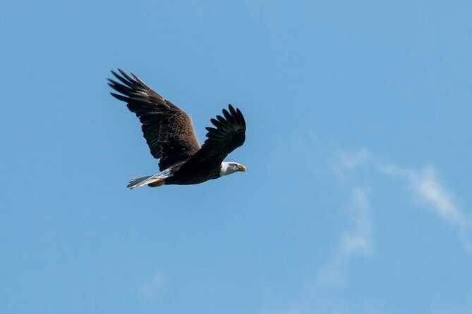See Crystal River - Mantee & Wildlife Viewing Cruise - Watching manatees without getting in the water