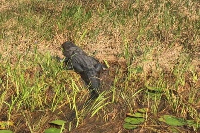 Semi-Private 1-Hour Airboat Tour of Miami Everglades - Key things to know before you book