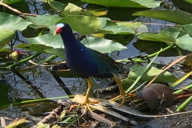 Semi-Private 1-Hour Airboat Tour of Miami Everglades - A fast introduction to the River of Grass