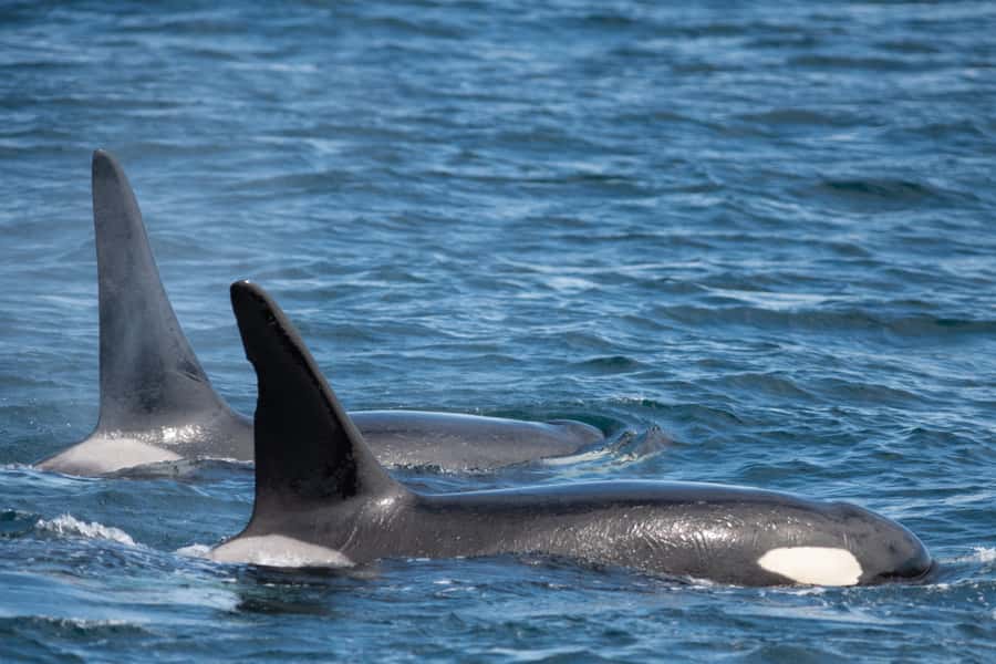 Seward: Kenai Fjords National Park Catamaran Cruise w/Lunch - Who should book this cruise?