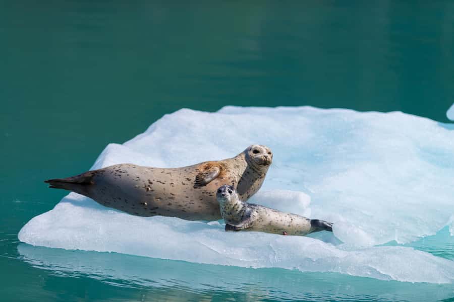 Seward: Kenai Fjords National Park Catamaran Cruise w/Lunch - Seward sets the scene before departure