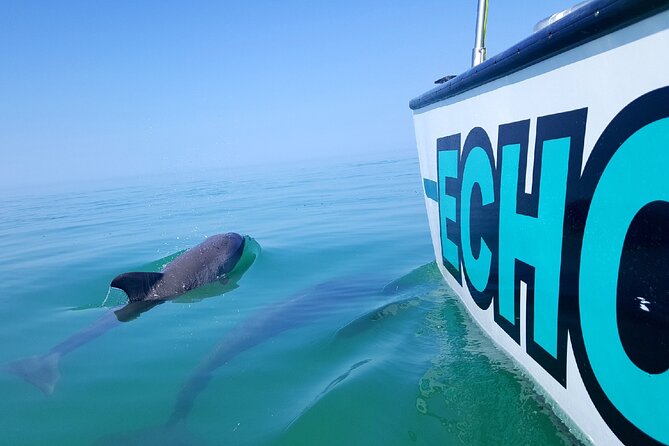 Shallow Water Snorkeling and Dolphin Watching in Key West - Looking for dolphins in open water