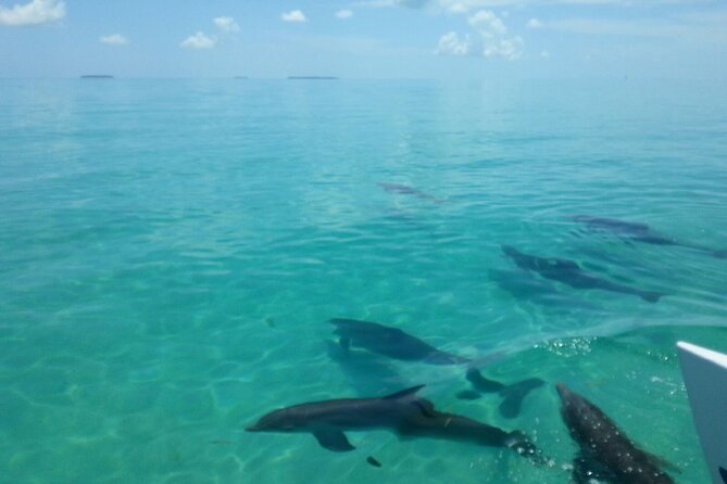 Shallow Water Snorkeling and Dolphin Watching in Key West - A good option for mixed swimming abilities
