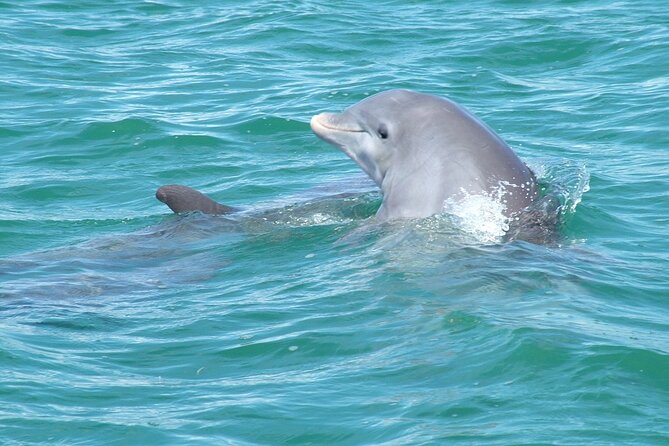 Shallow Water Snorkeling and Dolphin Watching in Key West - Who will enjoy the Echo most